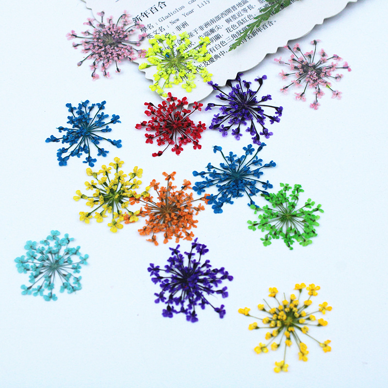 500pcs Lace Flowers Dried Flow - Resin Art Baby 评论和价格